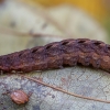Setaceous Hebrew Character - Xestia cf. c-nigrum, caterpillar | Fotografijos autorius : Žilvinas Pūtys | © Macronature.eu | Macro photography web site