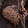 Setaceous Hebrew Character - Xestia cf. c-nigrum, caterpillar | Fotografijos autorius : Žilvinas Pūtys | © Macronature.eu | Macro photography web site