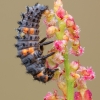 Septyntaškė boružė - Coccinella septempunctata, lerva | Fotografijos autorius : Žilvinas Pūtys | © Macronature.eu | Macro photography web site