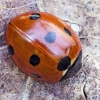 Seven-spotted ladybird - Coccinella septempunctata | Fotografijos autorius : Kazimieras Martinaitis | © Macronature.eu | Macro photography web site