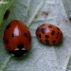 Seven-spotted ladybird - Coccinella septempunctata | Fotografijos autorius : Romas Ferenca | © Macronature.eu | Macro photography web site