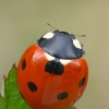 Seven-spotted ladybird - Coccinella septempunctata | Fotografijos autorius : Gintautas Steiblys | © Macronature.eu | Macro photography web site