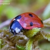 Seven-spotted ladybird - Coccinella septempunctata | Fotografijos autorius : Romas Ferenca | © Macronature.eu | Macro photography web site