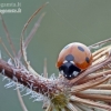 Seven-spotted ladybird - Coccinella septempunctata | Fotografijos autorius : Darius Baužys | © Macronature.eu | Macro photography web site