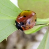Seven-spotted ladybird - Coccinella septempunctata | Fotografijos autorius : Kazimieras Martinaitis | © Macronature.eu | Macro photography web site