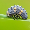 Seven-spotted ladybird larva | Fotografijos autorius : Darius Baužys | © Macronature.eu | Macro photography web site