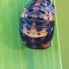 Seven-spotted ladybird pupa | Fotografijos autorius : Gintautas Steiblys | © Macronature.eu | Macro photography web site