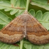 Rudasis pievasprindis - Scotopteryx chenopodiata | Fotografijos autorius : Arūnas Eismantas | © Macronature.eu | Macro photography web site