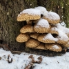 Shaggy scalycap | Pholiota squarrosa | Fotografijos autorius : Darius Baužys | © Macronature.eu | Macro photography web site