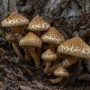 Žvynuotoji skujagalvė - Pholiota squarrosa | Fotografijos autorius : Žilvinas Pūtys | © Macronature.eu | Macro photography web site