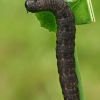 Shark Moth - Cucullia umbratica, caterpillar | Fotografijos autorius : Gintautas Steiblys | © Macronature.eu | Macro photography web site