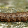 Shark Moth - Cucullia umbratica, caterpillar | Fotografijos autorius : Gintautas Steiblys | © Macronature.eu | Macro photography web site