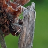 Shark Moth - Cucullia umbratica | Fotografijos autorius : Gintautas Steiblys | © Macronature.eu | Macro photography web site