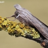 Shark Moth - Cucullia umbratica | Fotografijos autorius : Arūnas Eismantas | © Macronature.eu | Macro photography web site