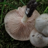 Shield Pinkgill - Entoloma clypeatum  | Fotografijos autorius : Vitalij Drozdov | © Macronature.eu | Macro photography web site