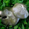 Shield Pinkgill - Entoloma clypeatum | Fotografijos autorius : Aleksandras Stabrauskas | © Macronature.eu | Macro photography web site