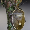 Shield bug - Chlorochroa pinicola | Fotografijos autorius : Darius Baužys | © Macronature.eu | Macro photography web site