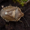 Shield bug - Chlorochroa pinicola | Fotografijos autorius : Žilvinas Pūtys | © Macronature.eu | Macro photography web site