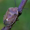 Shield bug - Chlorochroa pinicola | Fotografijos autorius : Romas Ferenca | © Macronature.eu | Macro photography web site