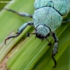 Žaliažvynis grambuoliukas - Hoplia parvula  | Fotografijos autorius : Oskaras Venckus | © Macronature.eu | Macro photography web site