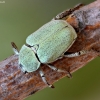 Žaliažvynis grambuoliukas - Hoplia parvula | Fotografijos autorius : Kazimieras Martinaitis | © Macronature.eu | Macro photography web site