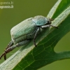 Žaliažvynis grambuoliukas - Hoplia parvula | Fotografijos autorius : Darius Baužys | © Macronature.eu | Macro photography web site