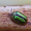 Shiny Tortoise beetle - Cassida vittata | Fotografijos autorius : Agnė Našlėnienė | © Macronature.eu | Macro photography web site