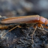 Ship-timber Beetle - Hylecoetus dermestoides ♀ | Fotografijos autorius : Žilvinas Pūtys | © Macronature.eu | Macro photography web site