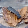 Ship-timber Beetle - Hylecoetus dermestoides ♂ | Fotografijos autorius : Romas Ferenca | © Macronature.eu | Macro photography web site