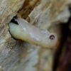 Lapuotinis grąžtvabalis - Hylecoetus dermestoides, lėliukė | Fotografijos autorius : Romas Ferenca | © Macronature.eu | Macro photography web site