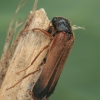 Lapuotinis grąžtvabalis - Hylecoetus dermestoides | Fotografijos autorius : Gintautas Steiblys | © Macronature.eu | Macro photography web site