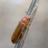 Ship-timber Beetle - Hylecoetus dermestoides | Fotografijos autorius : Kazimieras Martinaitis | © Macronature.eu | Macro photography web site