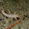 Shore earwig - Labidura riparia | Fotografijos autorius : Romas Ferenca | © Macronature.eu | Macro photography web site