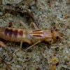 Shore earwig - Labidura riparia | Fotografijos autorius : Romas Ferenca | © Macronature.eu | Macro photography web site