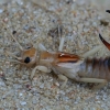 Shore earwig - Labidura riparia | Fotografijos autorius : Gintautas Steiblys | © Macronature.eu | Macro photography web site