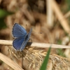 Short-tailed Blue (Cupido argiades) | Fotografijos autorius : Ramunė Vakarė | © Macronature.eu | Macro photography web site