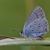 Short-tailed Blue - Cupido argiades | Fotografijos autorius : Agnė Našlėnienė | © Macronature.eu | Macro photography web site