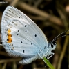 Short-tailed Blue - Everes argiades  | Fotografijos autorius : Oskaras Venckus | © Macronature.eu | Macro photography web site