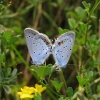 Short-tailed Blue - Everes argiades | Fotografijos autorius : Vidas Brazauskas | © Macronature.eu | Macro photography web site