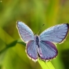 Short-tailed Blue - Everes argiades | Fotografijos autorius : Vidas Brazauskas | © Macronature.eu | Macro photography web site