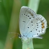 Short-tailed Blue - Everes argiades | Fotografijos autorius : Vidas Brazauskas | © Macrogamta.lt | Šis tinklapis priklauso bendruomenei kuri domisi makro fotografija ir fotografuoja gyvąjį makro pasaulį.