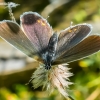 Short-tailed Blue - Everes argiades | Fotografijos autorius : Oskaras Venckus | © Macronature.eu | Macro photography web site