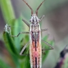 Žaliapilvė kampuotblakė - Myrmus miriformis | Fotografijos autorius : Kazimieras Martinaitis | © Macronature.eu | Macro photography web site