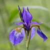 Sibirinis vilkdalgis - Iris sibirica | Fotografijos autorius : Dalia Račkauskaitė | © Macronature.eu | Macro photography web site