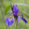 Siberian Iris - Iris sibirica | Fotografijos autorius : Dalia Račkauskaitė | © Macronature.eu | Macro photography web site