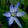 Siberian squill - Scilla siberica | Fotografijos autorius : Romas Ferenca | © Macronature.eu | Macro photography web site