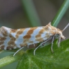 Sidabrajuostis siaurasparnis lapsukis - Aethes margaritana | Fotografijos autorius : Žilvinas Pūtys | © Macrogamta.lt | Šis tinklapis priklauso bendruomenei kuri domisi makro fotografija ir fotografuoja gyvąjį makro pasaulį.