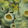 Common sunburst lichen - Xanthoria parietina | Fotografijos autorius : Vidas Brazauskas | © Macronature.eu | Macro photography web site