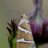 Auksajuostis pelėdgalviukas - Deltote bankiana  | Fotografijos autorius : Arūnas Eismantas | © Macronature.eu | Macro photography web site