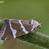 Silver barred - Deltote bankiana | Fotografijos autorius : Žilvinas Pūtys | © Macronature.eu | Macro photography web site